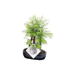 Plant in a Box Bonsai - Metasequoia Forest Hoogte 20-30cm - groen 2313151
