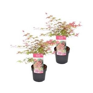 Plant in a Box Japanse esdoorn - Acer palmatum Beni Maiko Set van 2 Hoogte 60-70cm - meerkleurig 3015192
