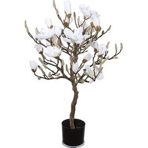 Magnoliaboom, in een kunststof pot