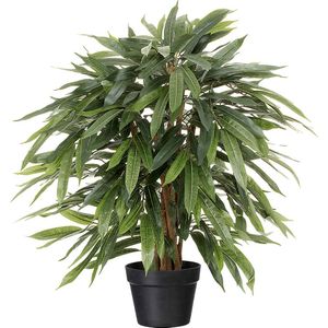 Ficus benjamina, in een kunststof pot