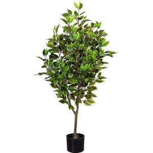 Ficus benjamina, UV-bestendig, hoogte ca. 1100 mm