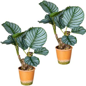 Calatheaplant, VE = 2 stuks, in een papieren pot met grind