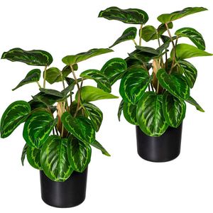 Maranta, VE = 2 stuks, hoogte 450 mm, in een kunststof pot met aarde