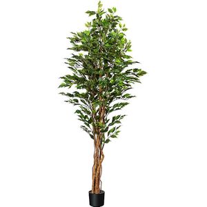Ficus benjamina, natuurlijke stam, UV-bestendig