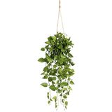 Philodendron hangplant, in een kunststof pot, zwart, lengte 750 mm