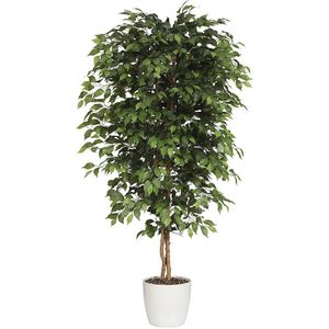 Ficus benjamina, natuurstam, met keramische pot, hoogte 1200 mm