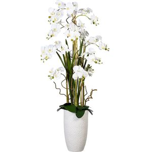 Phalaenopsis arrangement, in keramische vaas, hoogte ca. 1600 mm, bloemen wit