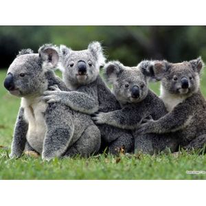 Diamond Painting - Ronde steentjes - Koala beren op rij - 40x50cm