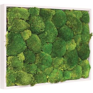 Vintlux Mosschilderij Bolmos 60x60 cm Gebroken Wit