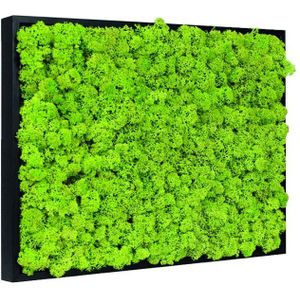 Vintlux Mosschilderij Rendiermos 60x80 cm Zwart