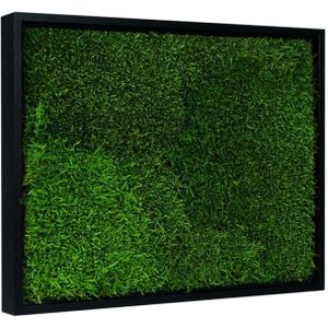 Vintlux Mosschilderij Lappenmos 40x60 cm Zwart