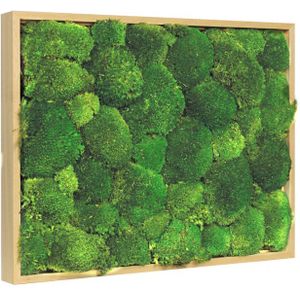 Vintlux Mosschilderij Bolmos 60x80 cm Blank Hout