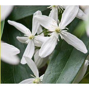 Clematis wit groenblijvend-80 - 100 cm in pot