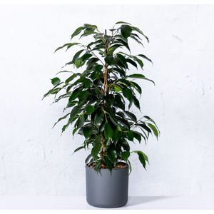 Ficus 'Danielle'  40 - 60 cm in pot