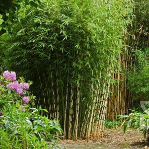 Niet woekerende bamboe 'Campbell'-125 - 150 cm in pot
