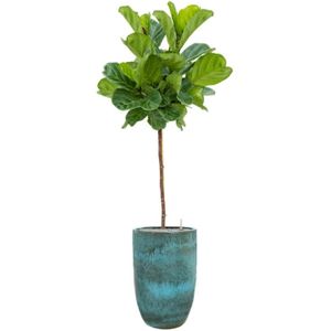 Ficus lyrata in Pure-200 - 210