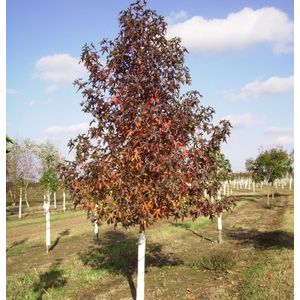 Amberboom 'Moraine'  10 - 14 cm - 3 tot 4 meter
