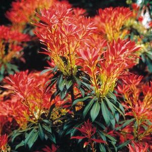 Pieris 'Forest Flame'  20 - 40 cm