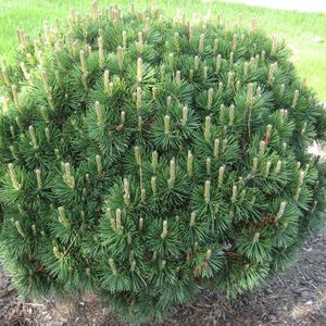 Pinus mugo 'Mugo'  10 - 40 cm in pot