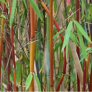 Niet woekerende bamboe 'Jiu'-60 - 80 cm in pot