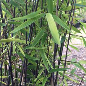 Niet woekerende bamboe 'Black Pearl'-60 - 80 cm in pot