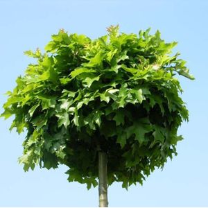 Bol moeraseik -4 - 8 cm - 1,2 meter