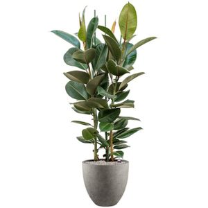 Ficus elastica 'Robusta' in Grigio-150 - 160 cm