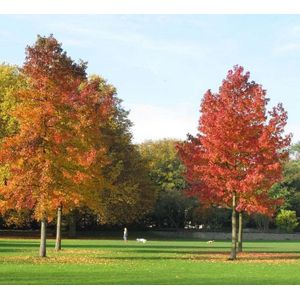 Amberboom ‘Lane Roberts’  6 - 10 cm - 2 tot 3 meter