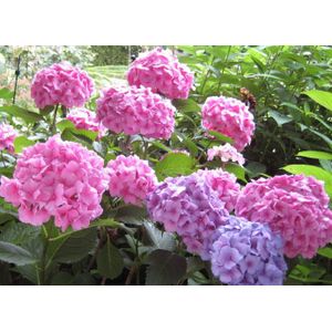 Boerenhortensia roze-Maat XL (30 - 50 cm in pot)