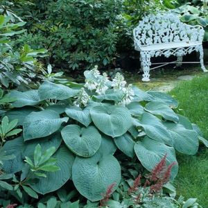 Blauwgroene hosta  5 - 15 cm