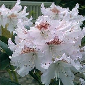 Rhododendron wit  80 - 90 cm in pot