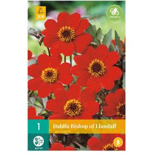 Dahlia knol Bishop of Llandaff (zakje van 1 stuk)