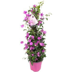 Bougainvillea pyramide-60 - 80 cm
