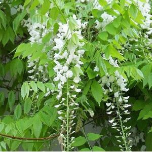 Chinese witte regen-125 -150 cm