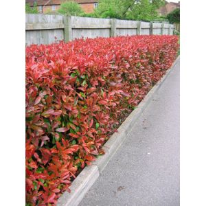 Glansmispelhaag (Photinia fraseri 'Red Robin')  20 - 40 cm