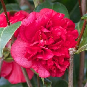 Camellia Rood  60 - 80 cm in pot