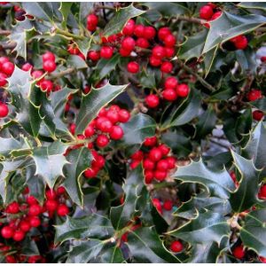 Ilex aquifolium 'Alaska'  60 - 80 cm