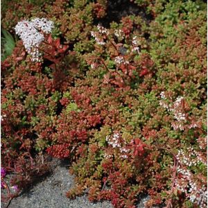 Sedum album 'Coral Carpet'  2 - 5 cm in pot