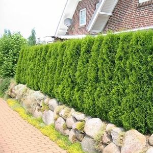 Thuja occidentalis &#039;Smaragd&#039;  60 - 80 cm