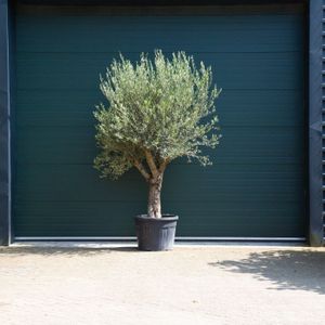 Oude olijfboom-30 - 40 cm - 150 tot 200 cm