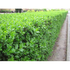 Ligustrum ovalifolium (ligusterhaag)  80 - 100 cm in pot