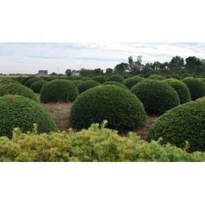 Taxusbol (Taxus baccata)  50 - 55 cm