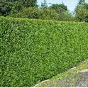 Thuja plicata 'Atrovirens'  100 - 125 cm