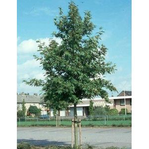 Oosterse plataan -14 - 18 cm - 4 tot 5 meter