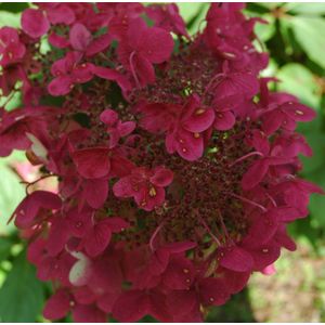 Hydrangea paniculata 'Wim´s Red' ®
