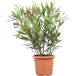 Oleander struik-40 - 60 cm