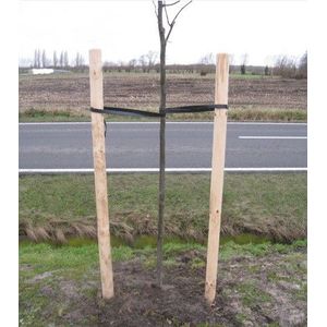 Boompaal naaldhout  100 cm - 6 cm