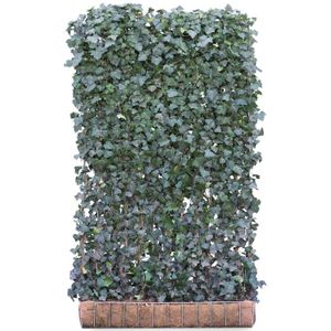 Hedera helix 'Woerner' (kant en klaar haag)-120 x 220 cm