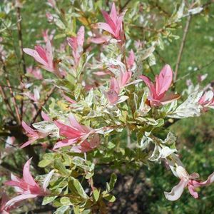Salix integra 'Hakuro-nishiki'  20 - 40 cm - struik