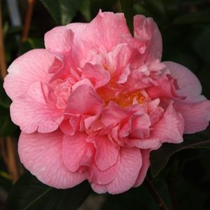 Camellia Roze  60 - 80 cm in pot